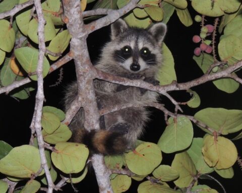 Medio Ambiente llama a entregar mapache voluntariamente