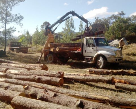 Environment occupies about 500 thousand feet of pine trees cut without permission in Dajabón
