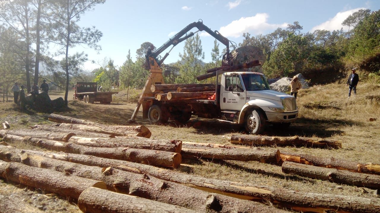 Environment occupies about 500 thousand feet of pine trees cut without permission in Dajabón