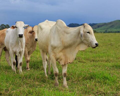 Fedegán responds to Petro for agrarian reform: this says the Government