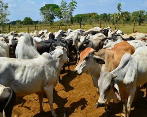 Fedenaga: foot-and-mouth disease in Venezuelan cattle makes it difficult to export