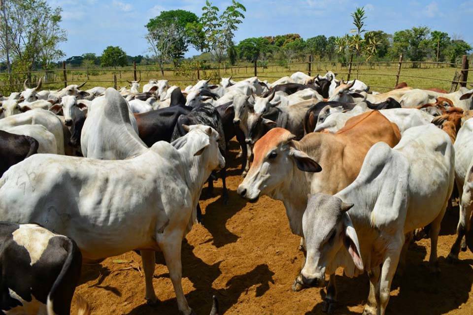 Fedenaga: foot-and-mouth disease in Venezuelan cattle makes it difficult to export