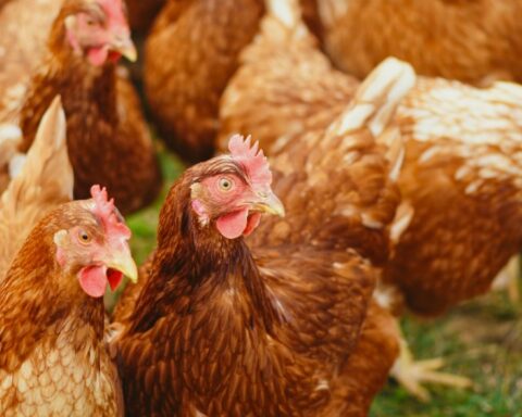 First case of avian flu detected in the country