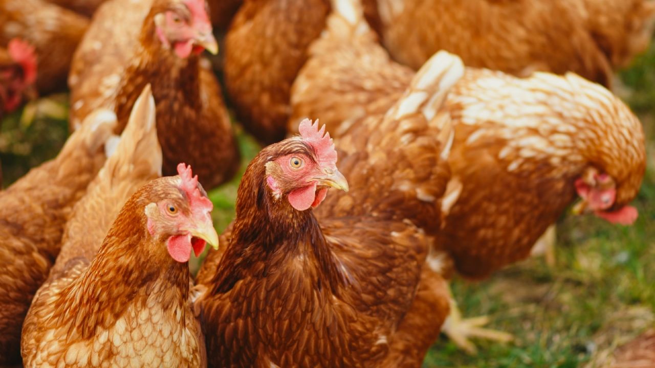 First case of avian flu detected in the country