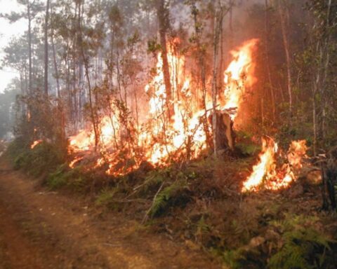Forest fire causes severe damage in the mountainous area of ​​Holguín
