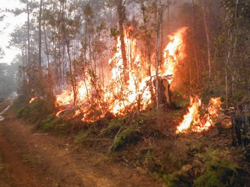 Forest fire causes severe damage in the mountainous area of ​​Holguín