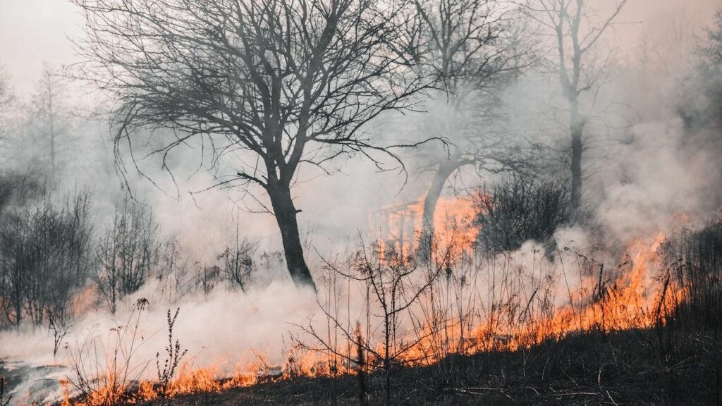 Forest fires in Chile: Government and private companies reinforce resources for the fight