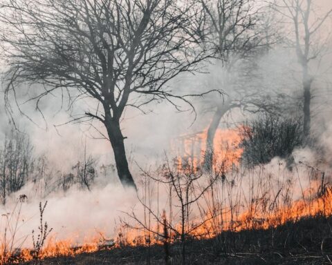 Forest fires in Chile: Government and private companies reinforce resources for the fight