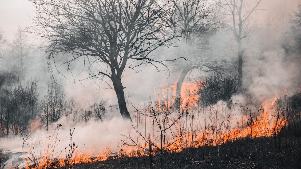 Forest fires in Chile: Government and private companies reinforce resources for the fight