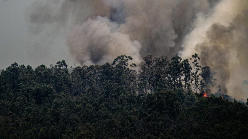 Forest fires in Chile: red alert in Chillán and Chillán Viejo