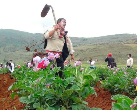 Get to know the Akshu Tatay, a custom of re-cultivation of the potato that begins the carnivals in Huancayo (VIDEO)