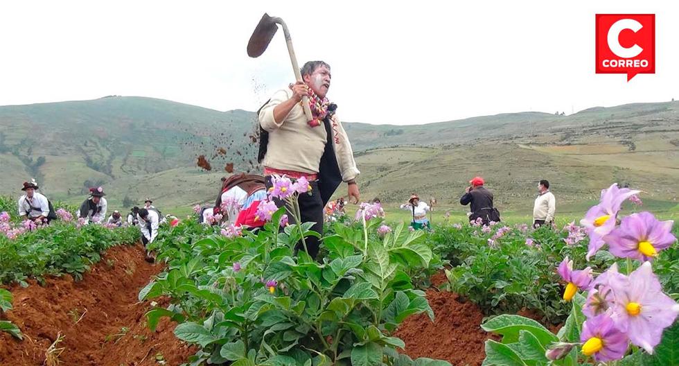 Get to know the Akshu Tatay, a custom of re-cultivation of the potato that begins the carnivals in Huancayo (VIDEO)