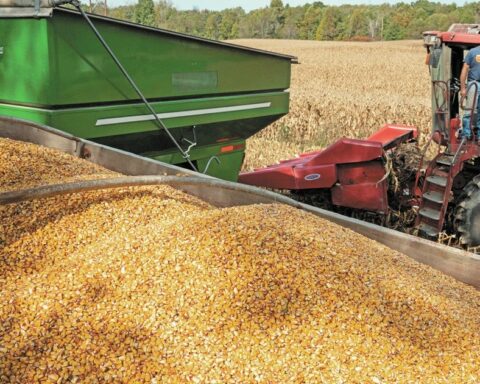 Government clarifies rules on trade and use of transgenic corn
