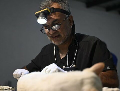 Government decreed the compulsory sterilization of dogs and cats