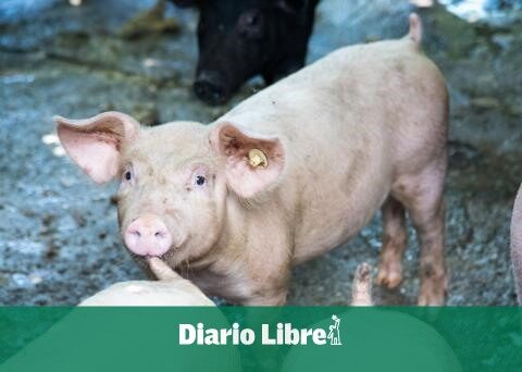 How is the situation of African swine fever in the DR