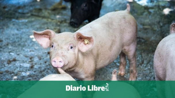 How is the situation of African swine fever in the DR