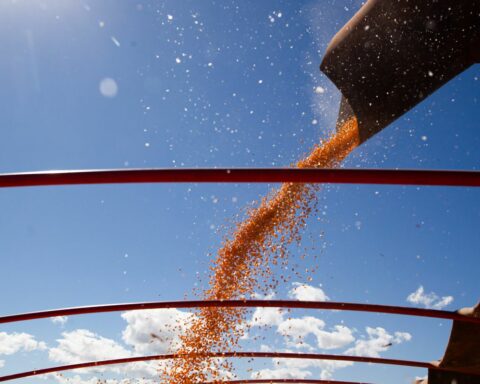 IBGE forecasts a harvest of 302 million tons for 2023