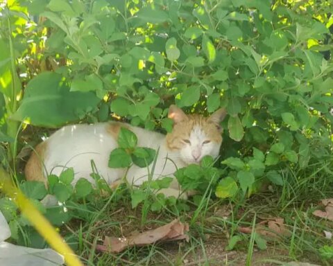 Gatos, animales afectivos