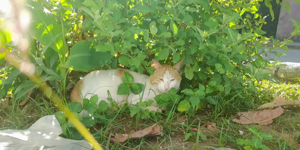 Gatos, animales afectivos