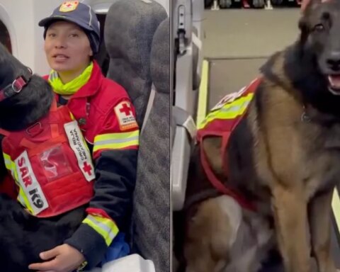 July and Rex, Mexican rescue dogs going to Turkey