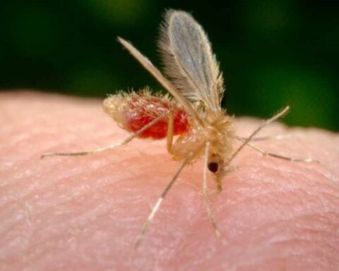 Leishmaniasis is now added to chikungunya, they warn