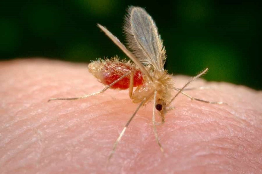 Leishmaniasis is now added to chikungunya, they warn