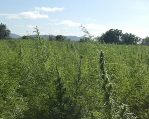 Medicinal cannabis: hear stories of those who struggle to have the medicine