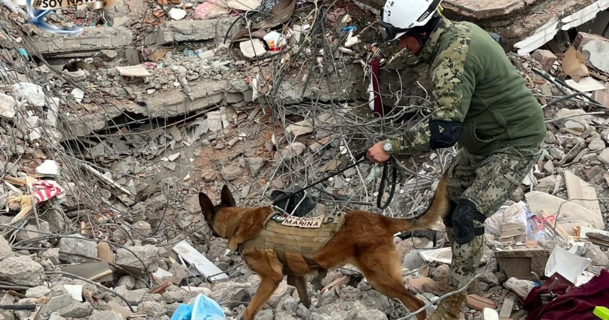 Mexican brigade members rescue eight-year-old girl from rubble in Turkey