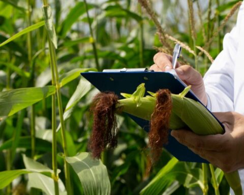 Mexico revokes authorizations to release transgenic corn