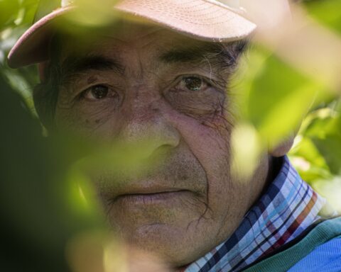 Migration to the US hits the coffee harvest in Central America