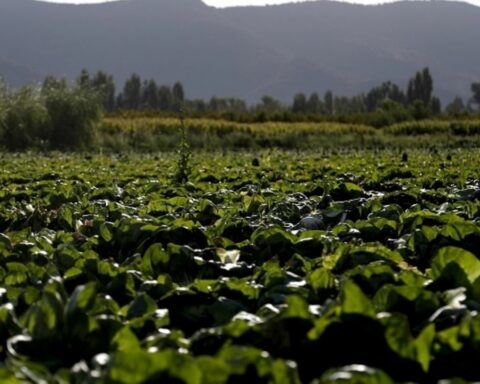 Ministry of Agriculture reports 3,507 hectares of crops affected by forest fires in south-central regions