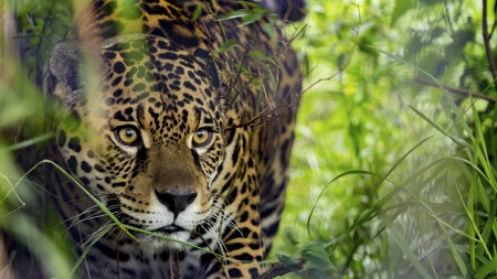 National Parks will be a plaintiff in the investigation for the hunting of jaguars