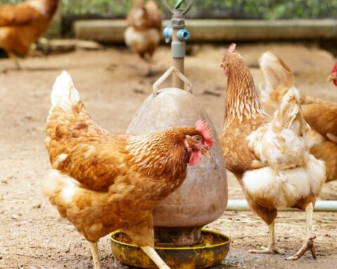 New cases of bird flu are confirmed and the Government reinforces controls