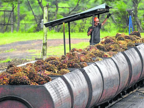 Palm oil production will reach 1.8 million tons