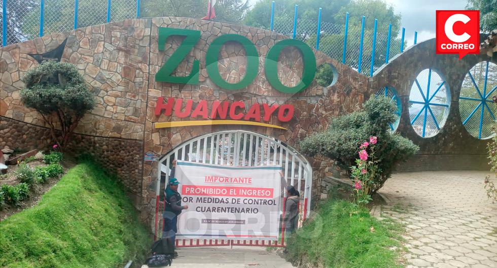 Puma from the Huancayo Municipal Zoo recovers satisfactorily from respiratory illness