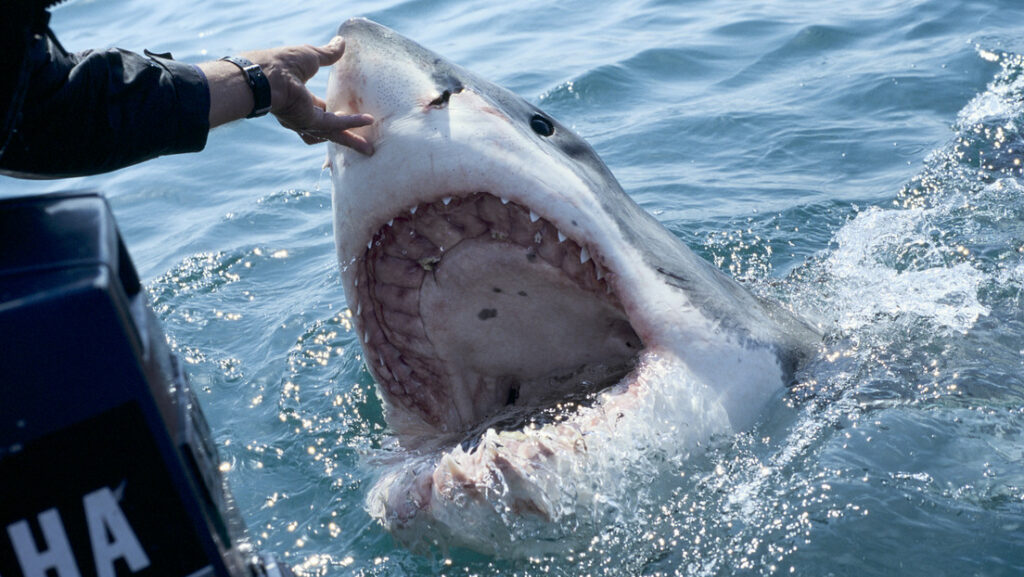 Remains of a missing man in Argentina found in the stomach of a shark