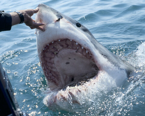 Remains of a missing man in Argentina found in the stomach of a shark