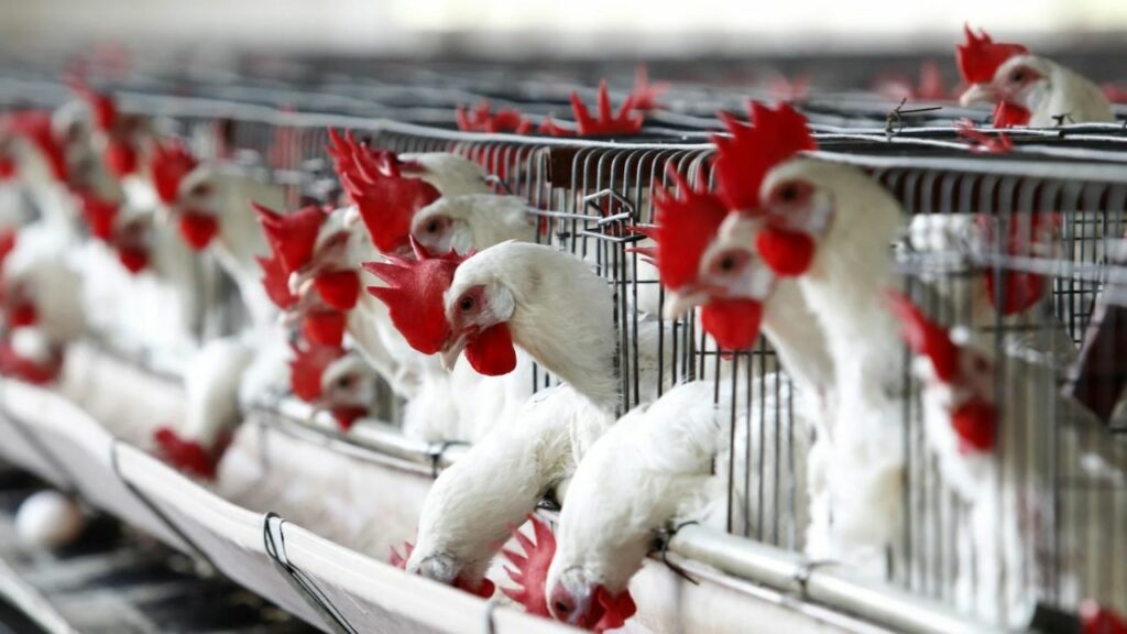 SENASA confirmed that there are already 20 cases of bird flu detected in the country