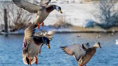 Senasa detected a second case of avian influenza, now in Córdoba