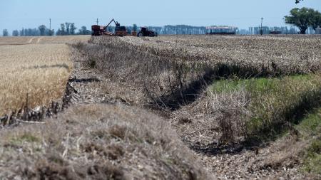 Soybeans expect rain "urgent" to find a performance floor