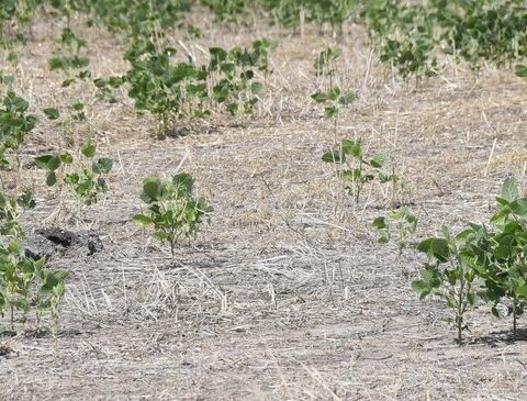 Soybeans, from the record of US$ 2,000 million to suffering from the drought