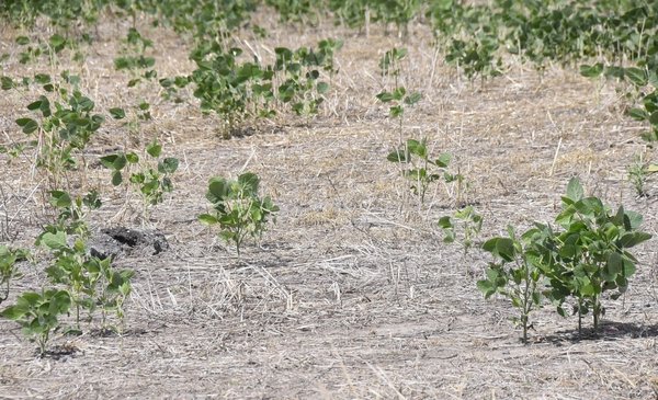 Soybeans, from the record of US$ 2,000 million to suffering from the drought