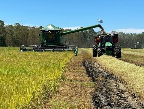 Started the rice harvest, look where and what happens with the quality