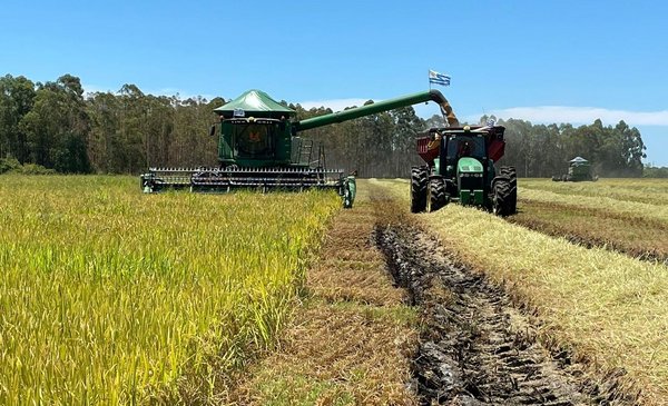 Started the rice harvest, look where and what happens with the quality