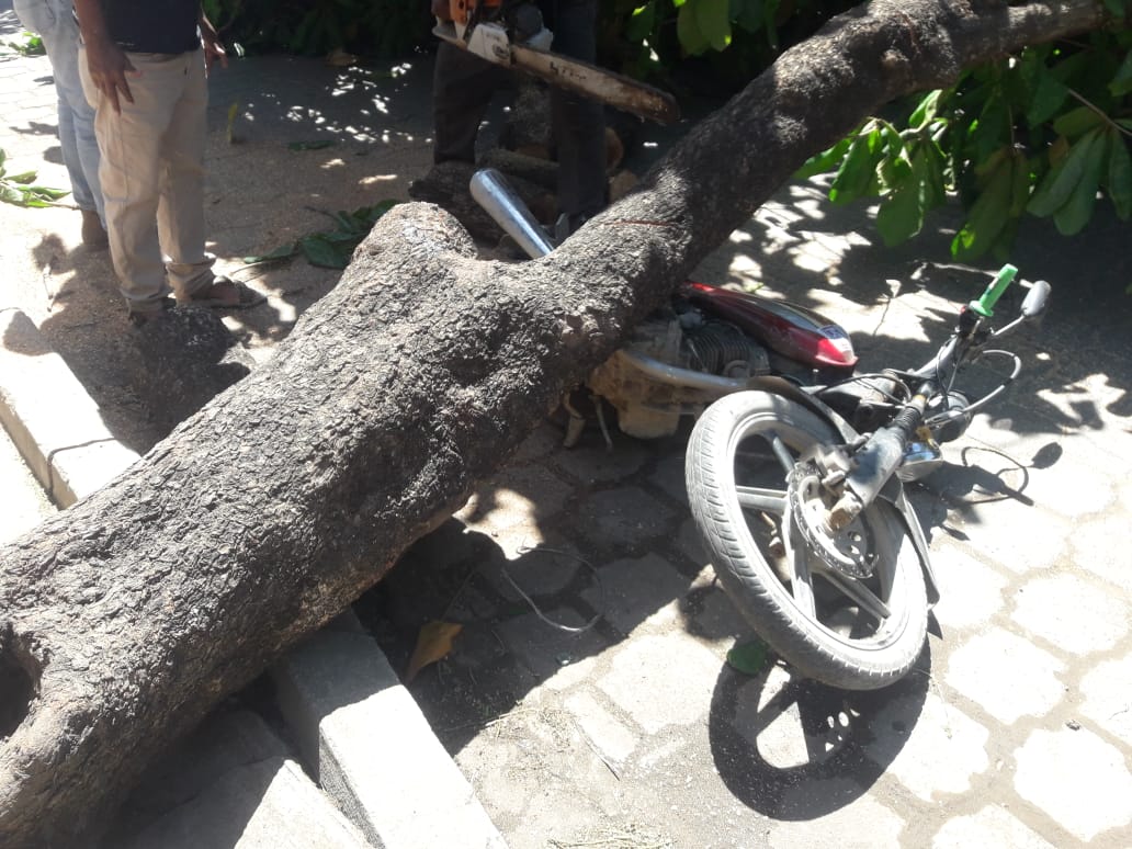 Strong winds in Chinandega knock down a house and knock down trees