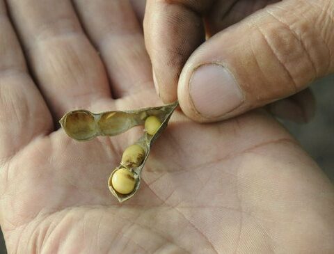 Summer crops enter a situation of irreversible loss