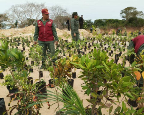 The FAN reports on a "reforestation campaign" in Canaima to combat illegal mining