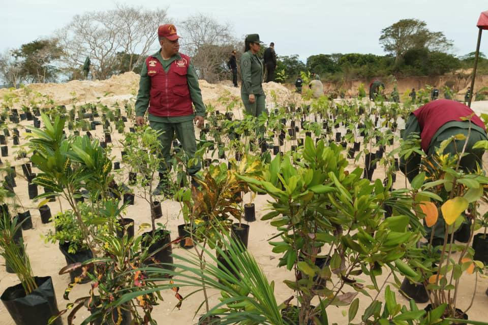 The FAN reports on a "reforestation campaign" in Canaima to combat illegal mining