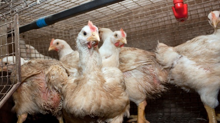 The Government works on prevention to prevent the entry of avian influenza into the country