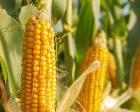 The US asks Mexico for scientific foundations for the ban on transgenic corn